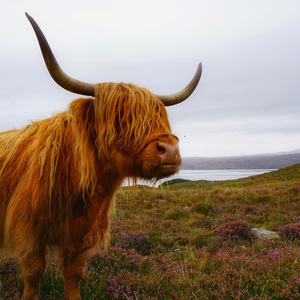 Fundraising Page: Ylandra Wimmer